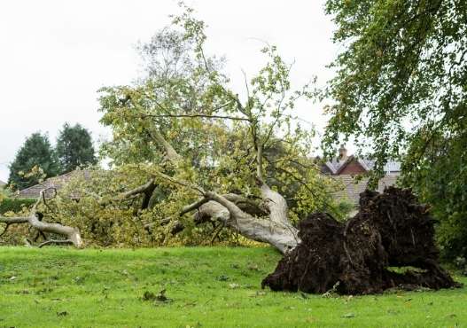 Storm Damage Tree Cleanup midland