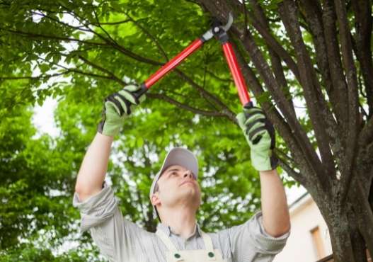 midland tree trimming and pruning