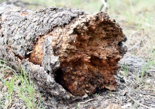 tree disease and pest management midland