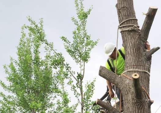 tree removal service