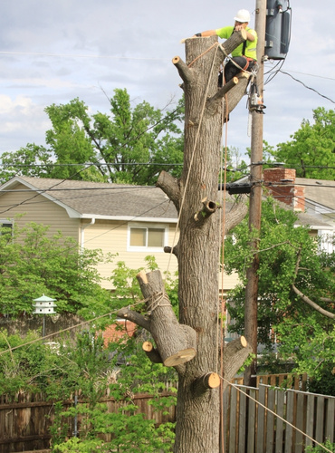 tree removal